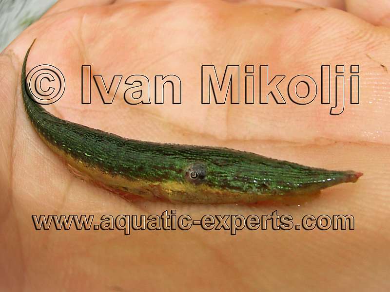 Acestridium dichromum
